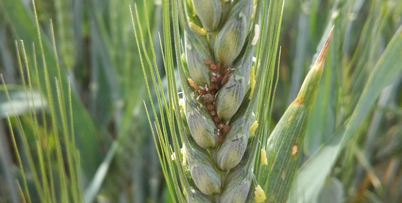 Conseil Cultures Bretagne Chambres D Agriculture De Bretagne